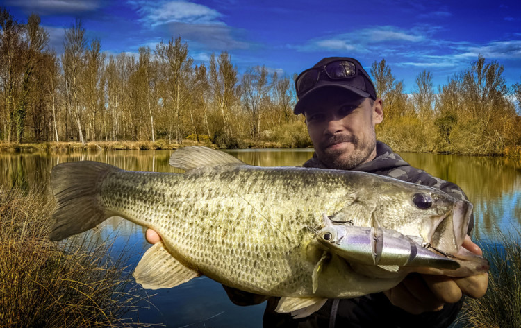 Illex Swing Mikey 115, un swimbait qui a de vrais atouts à faire valoir !